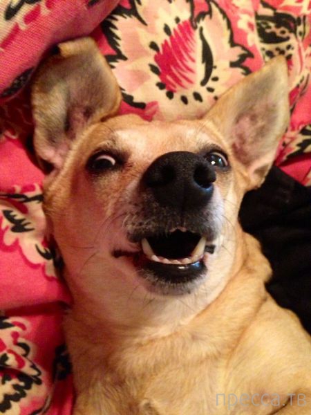 ����� �������� - �������� ��������, ����� 18 (49 ����)