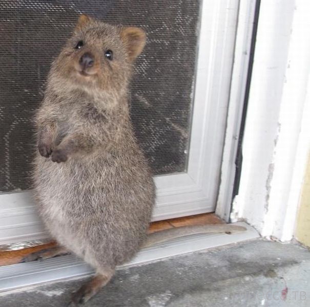 ����� �������� - �������� ��������, ����� 18 (49 ����)