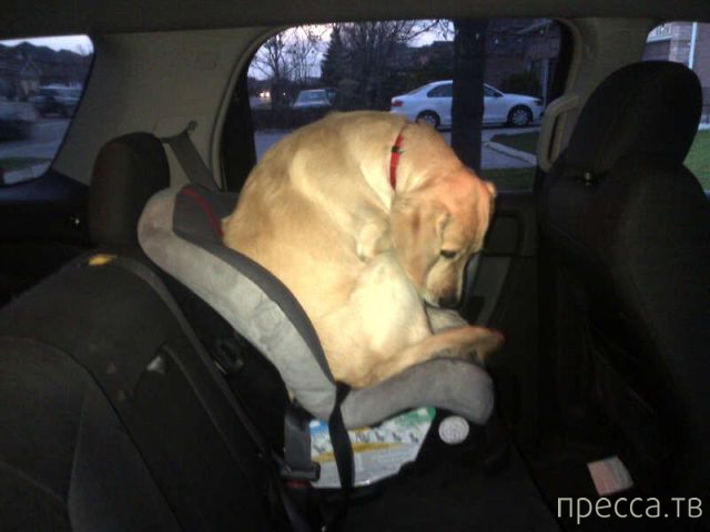 ����� �������� - �������� ��������, ����� 18 (49 ����)