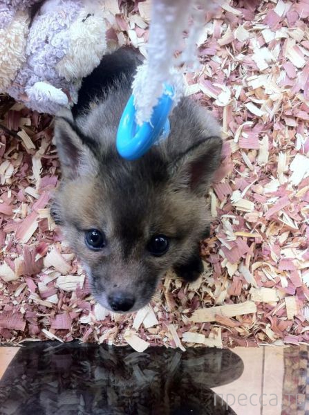 ����� �������� - �������� ��������, ����� 18 (49 ����)