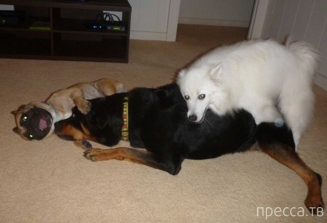 ����� �������� - �������� ��������, ����� 18 (49 ����)