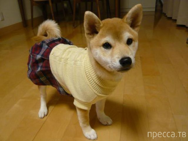 ����� �������� - �������� ��������, ����� 19 (50 ����)