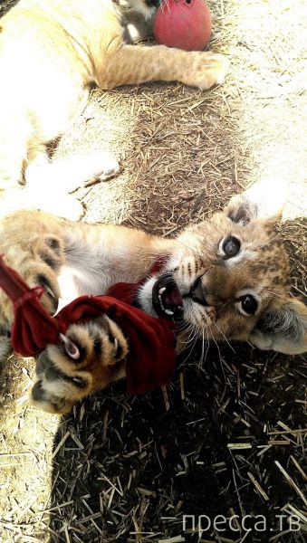 ����� �������� - �������� ��������, ����� 19 (50 ����)