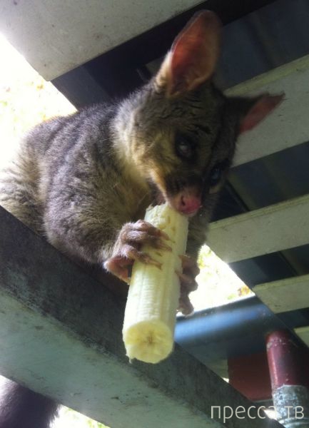 ����� �������� - �������� ��������, ����� 19 (50 ����)