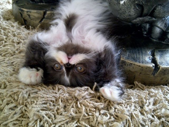 ����� �������� - �������� ��������, ����� 19 (50 ����)