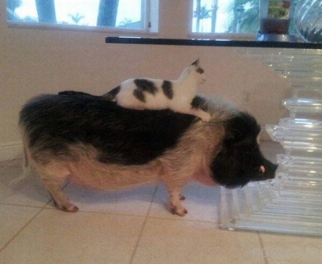 ����� �������� - �������� ��������, ����� 19 (50 ����)