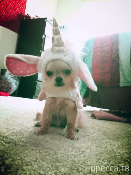 ����� �������� - �������� ��������, ����� 19 (50 ����)