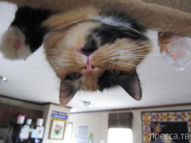 ����� �������� - �������� ��������, ����� 20 (48 ����)