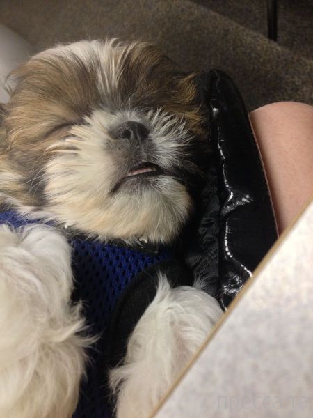 ����� �������� - �������� ��������, ����� 20 (48 ����)