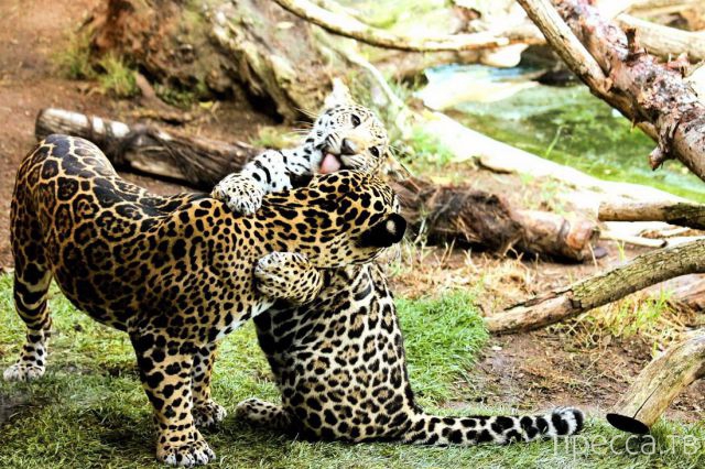 ����� �������� - �������� ��������, ����� 20 (48 ����)