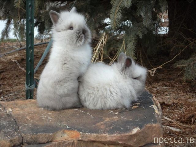 ����� �������� - �������� ��������, ����� 20 (48 ����)