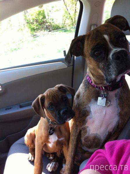 ����� �������� - �������� ��������, ����� 20 (48 ����)