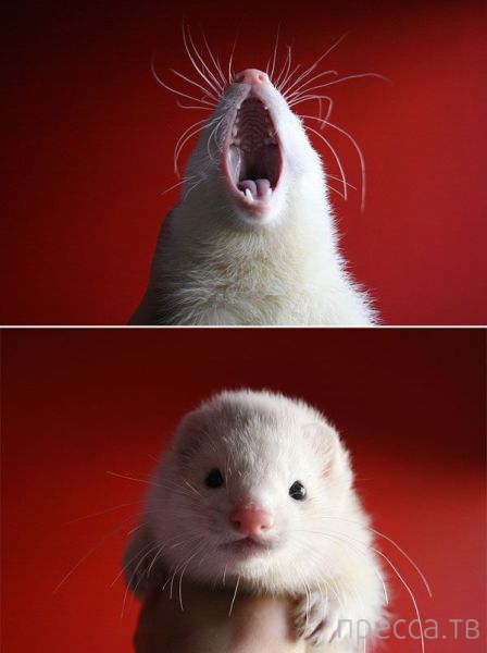 ����� �������� - �������� ��������, ����� 20 (48 ����)