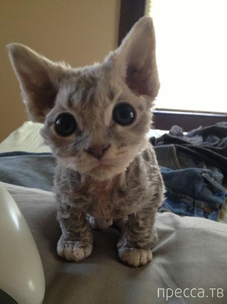 ����� �������� - �������� ��������, ����� 20 (48 ����)