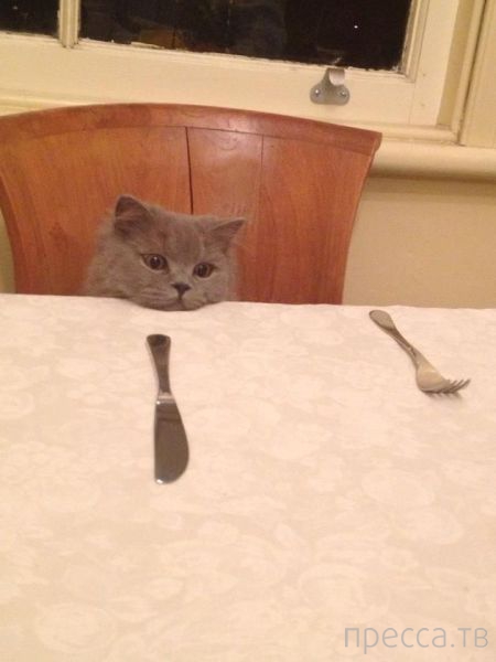 ����� �������� - �������� ��������, ����� 20 (48 ����)