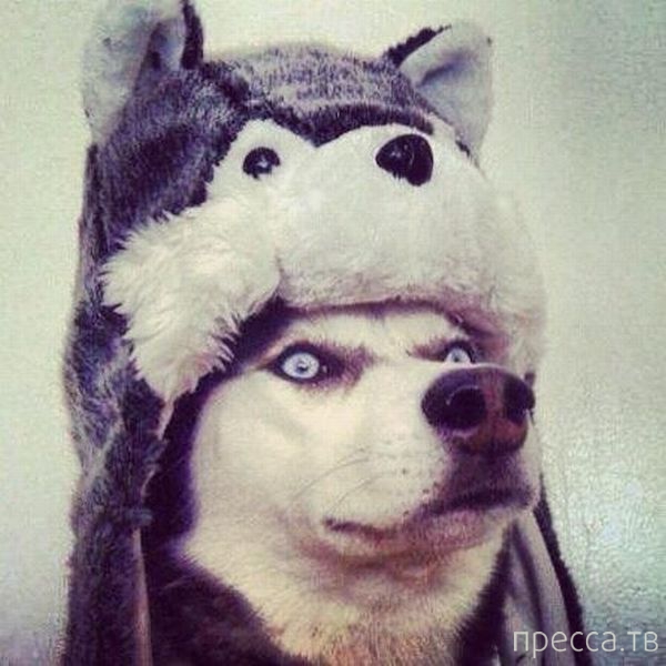 ����� �������� - �������� ��������, ����� 20 (48 ����)