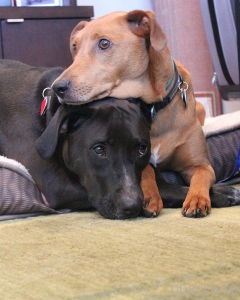 ����� �������� - �������� ��������, ����� 20 (48 ����)