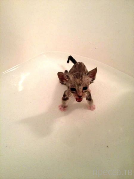 ����� �������� - �������� ��������, ����� 20 (48 ����)