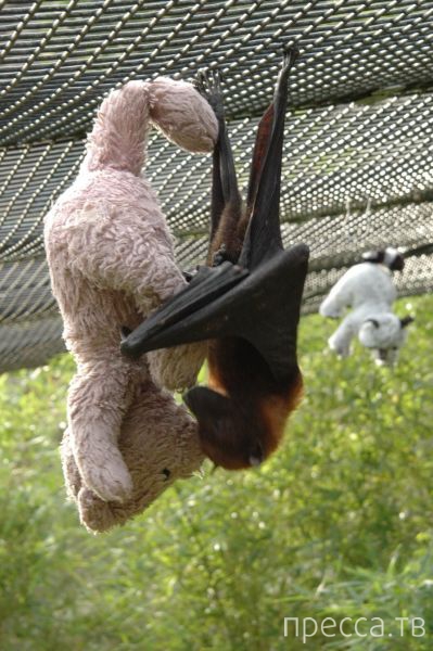 ����� �������� - �������� ��������, ����� 20 (48 ����)