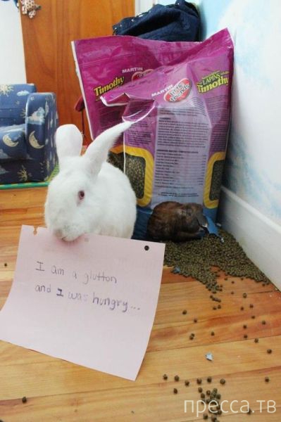 ����� �������� - �������� ��������, ����� 20 (48 ����)