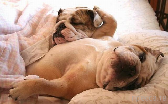 ����� �������� - �������� ��������, ����� 20 (48 ����)