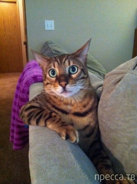 ����� �������� - �������� ��������, ����� 20 (48 ����)