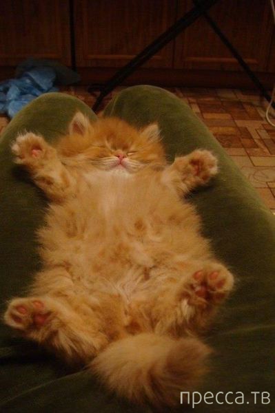 ����� �������� - �������� ��������, ����� 20 (48 ����)