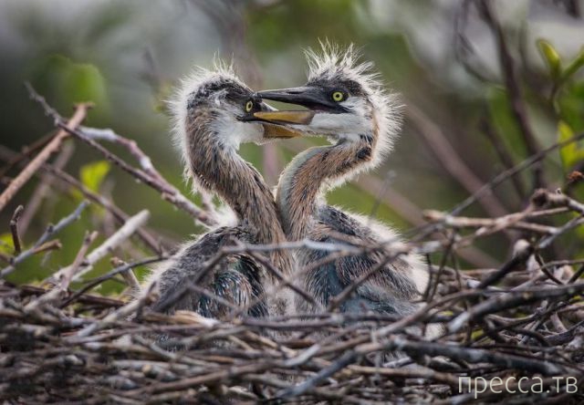 ����� �������� - �������� ��������, ����� 20 (48 ����)