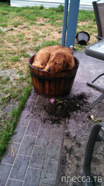 ����� �������� - �������� ��������, ����� 20 (48 ����)