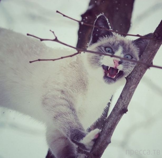 ����� �������� - �������� ��������, ����� 20 (48 ����)