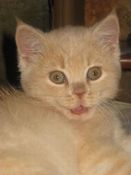 ����� �������� - �������� ��������, ����� 20 (48 ����)