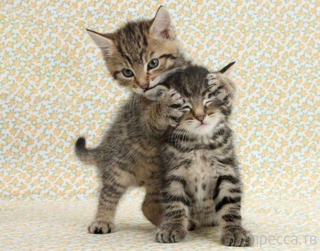 ����� �������� - �������� ��������, ����� 23 (45 ����)