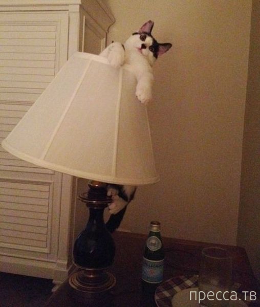 ����� �������� - �������� ��������, ����� 23 (45 ����)