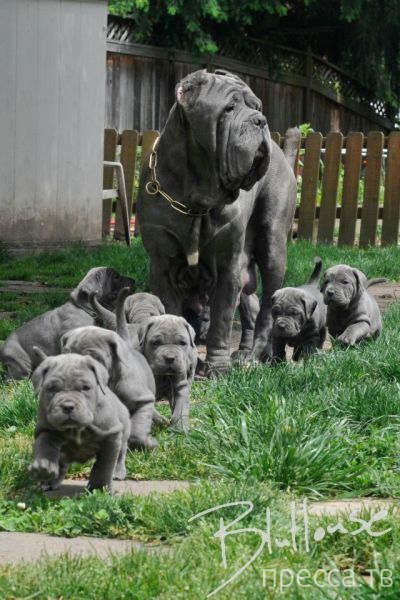 ����� �������� - �������� ��������, ����� 23 (45 ����)