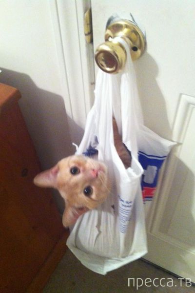 ����� �������� - �������� ��������, ����� 23 (45 ����)