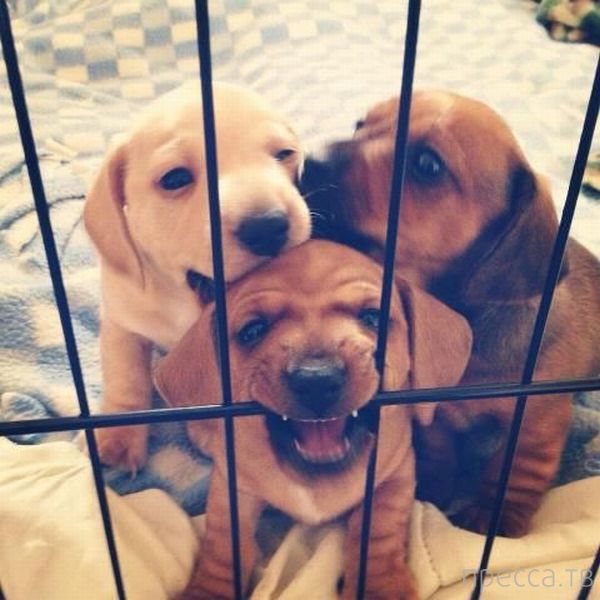 ����� �������� - �������� ��������, ����� 23 (45 ����)