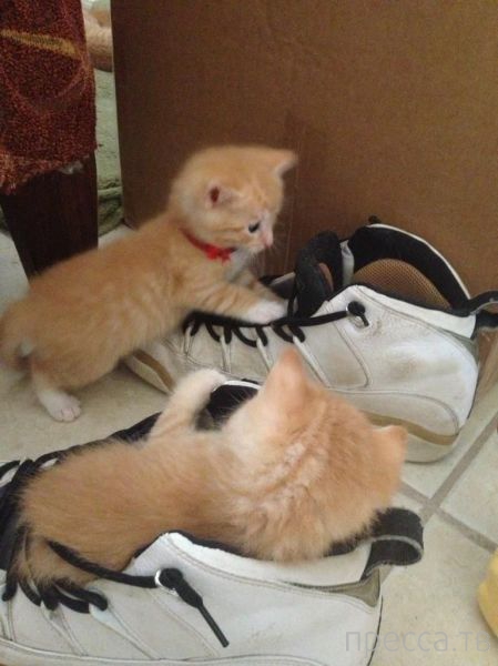 ����� �������� - �������� ��������, ����� 23 (45 ����)