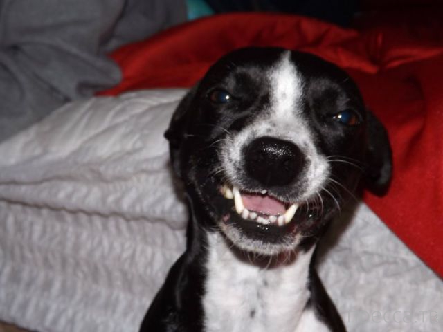 ����� �������� - �������� ��������, ����� 23 (45 ����)