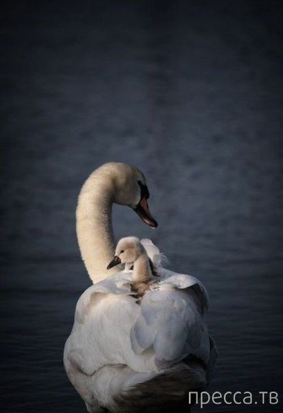 ����� �������� - �������� ��������, ����� 23 (45 ����)