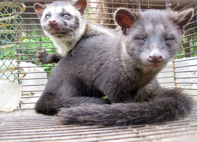 ����� �������� - �������� ��������, ����� 23 (45 ����)