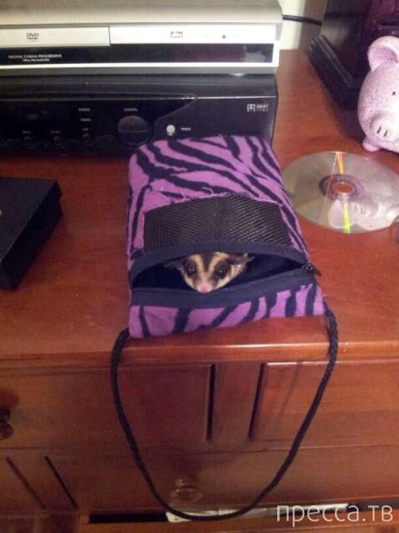 ����� �������� - �������� ��������, ����� 23 (45 ����)