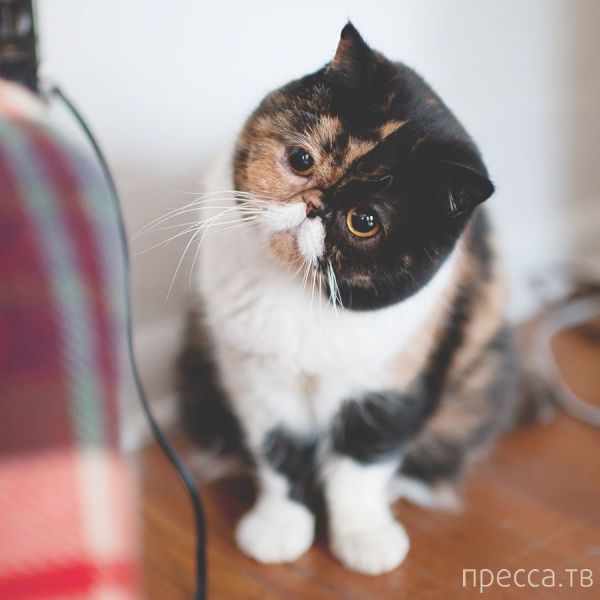 ����� �������� - �������� ��������, ����� 23 (45 ����)