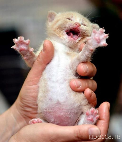 ����� �������� - �������� ��������, ����� 23 (45 ����)