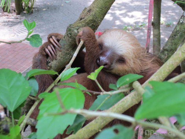 ����� �������� - �������� ��������, ����� 23 (45 ����)