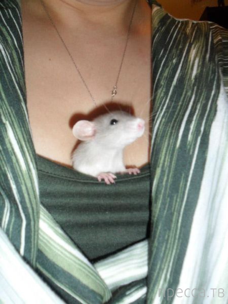 ����� �������� - �������� ��������, ����� 23 (45 ����)