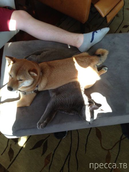 ����� �������� - �������� ��������, ����� 23 (45 ����)