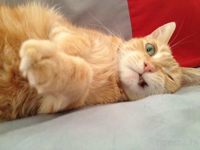 ����� �������� - �������� ��������, ����� 24 (46 ����)