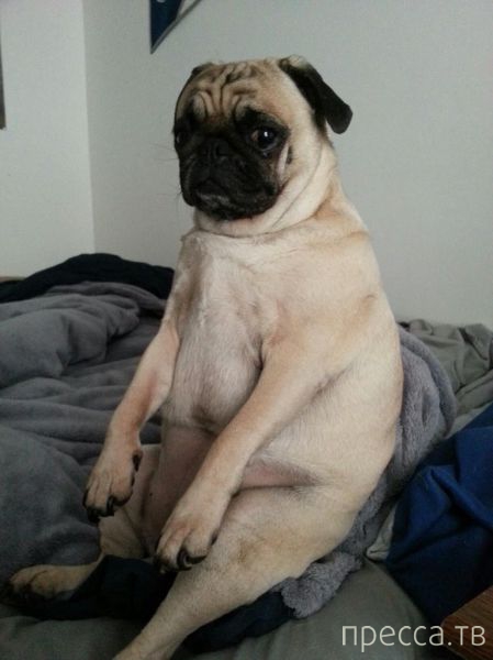 ����� �������� - �������� ��������, ����� 24 (46 ����)