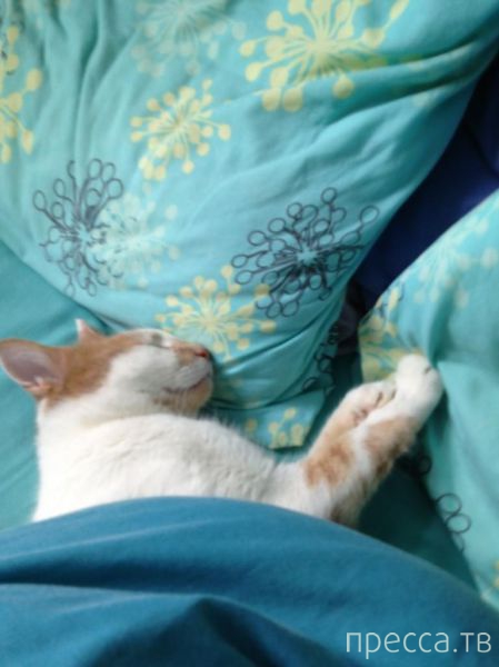 ����� �������� - �������� ��������, ����� 24 (46 ����)