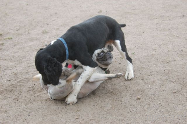 ����� �������� - �������� ��������, ����� 24 (46 ����)